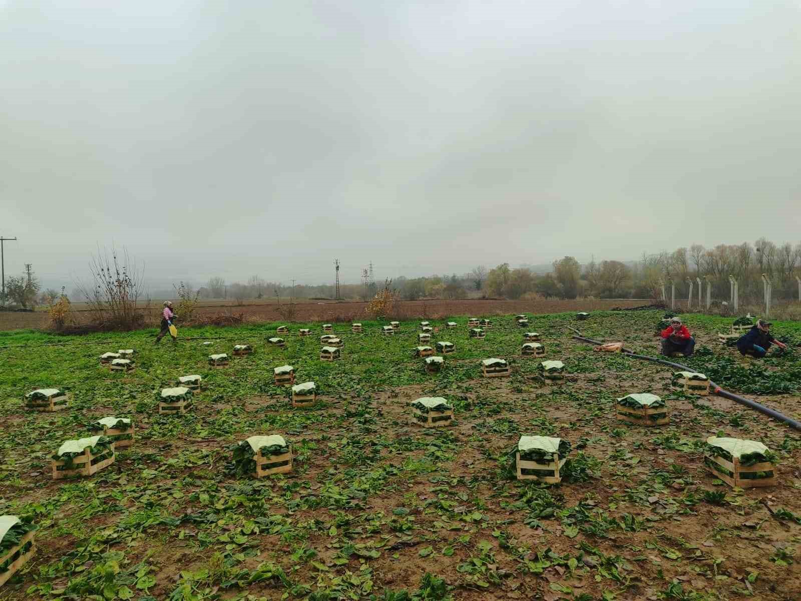 Kış sofralarının vazge&ccedil;ilmezi ıspanağın zorlu hasadı
