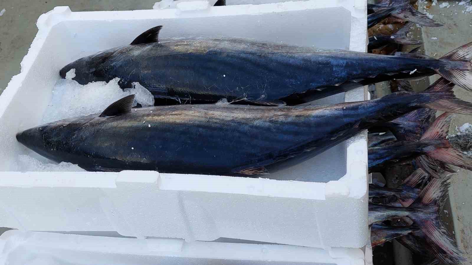 Marmara Denizi&rsquo;ne ağ atan balık&ccedil;ılar, yaklaşık 30 ton torik balığı avladılar
