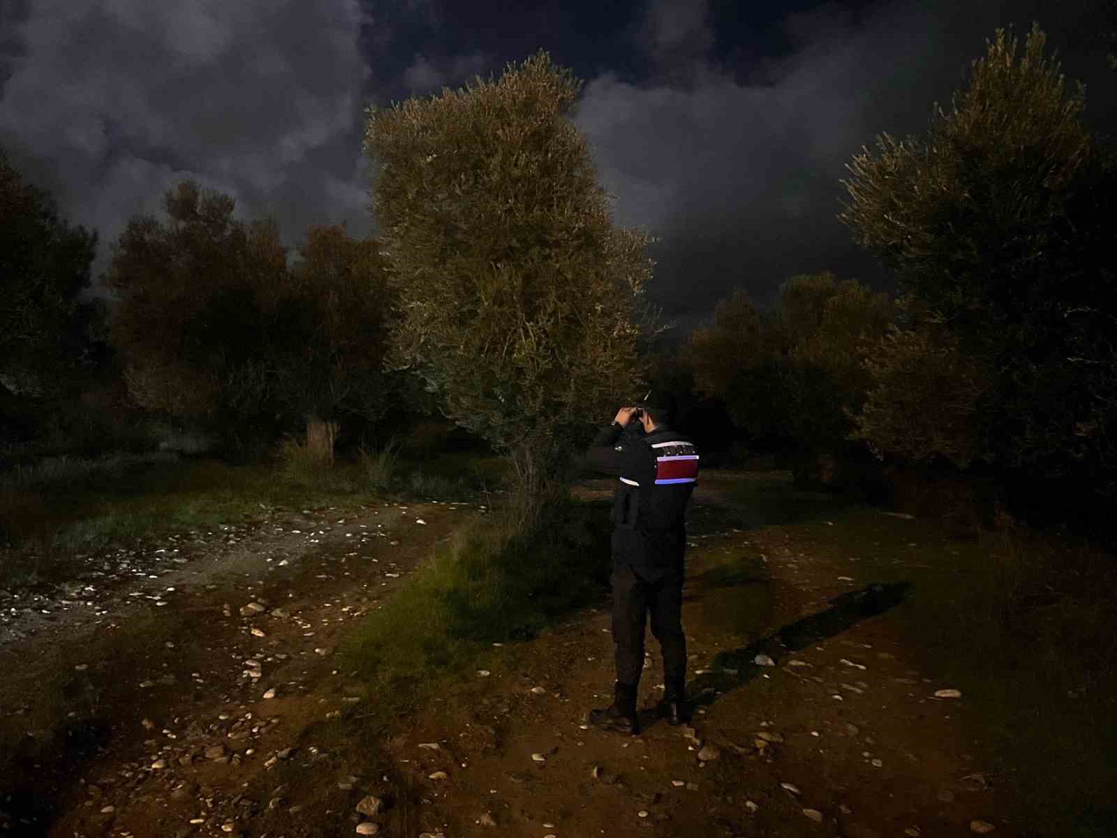 Jandarmadan zeytin hırsızlarına gece baskını...2 kişi gözaltına alındı