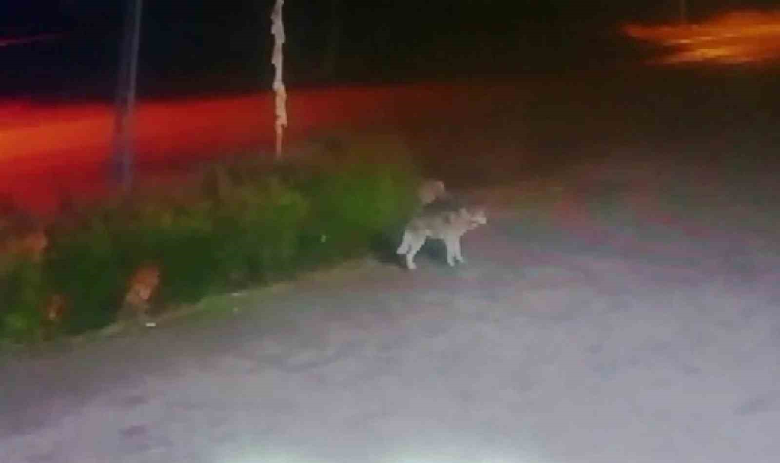 Aç kalan kurt şehre indi, o anlar kameraya yansıdı
