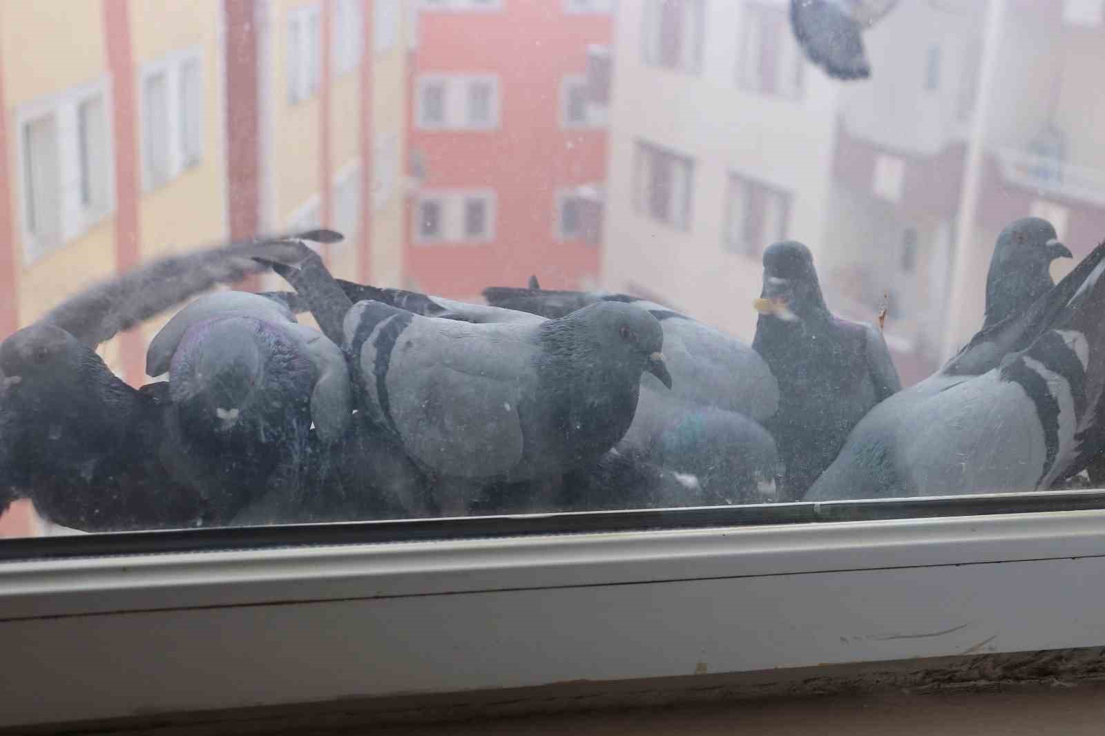 Ağrı’da soğuk hava sokak hayvanlarına zor anlar yaşatıyor