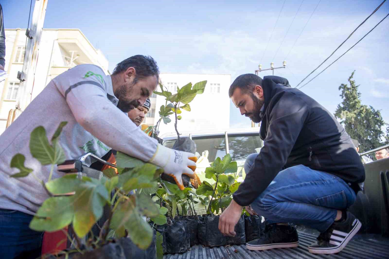 Mersin Büyükşehir Belediyesinden üreticilere incir fidanı desteği
