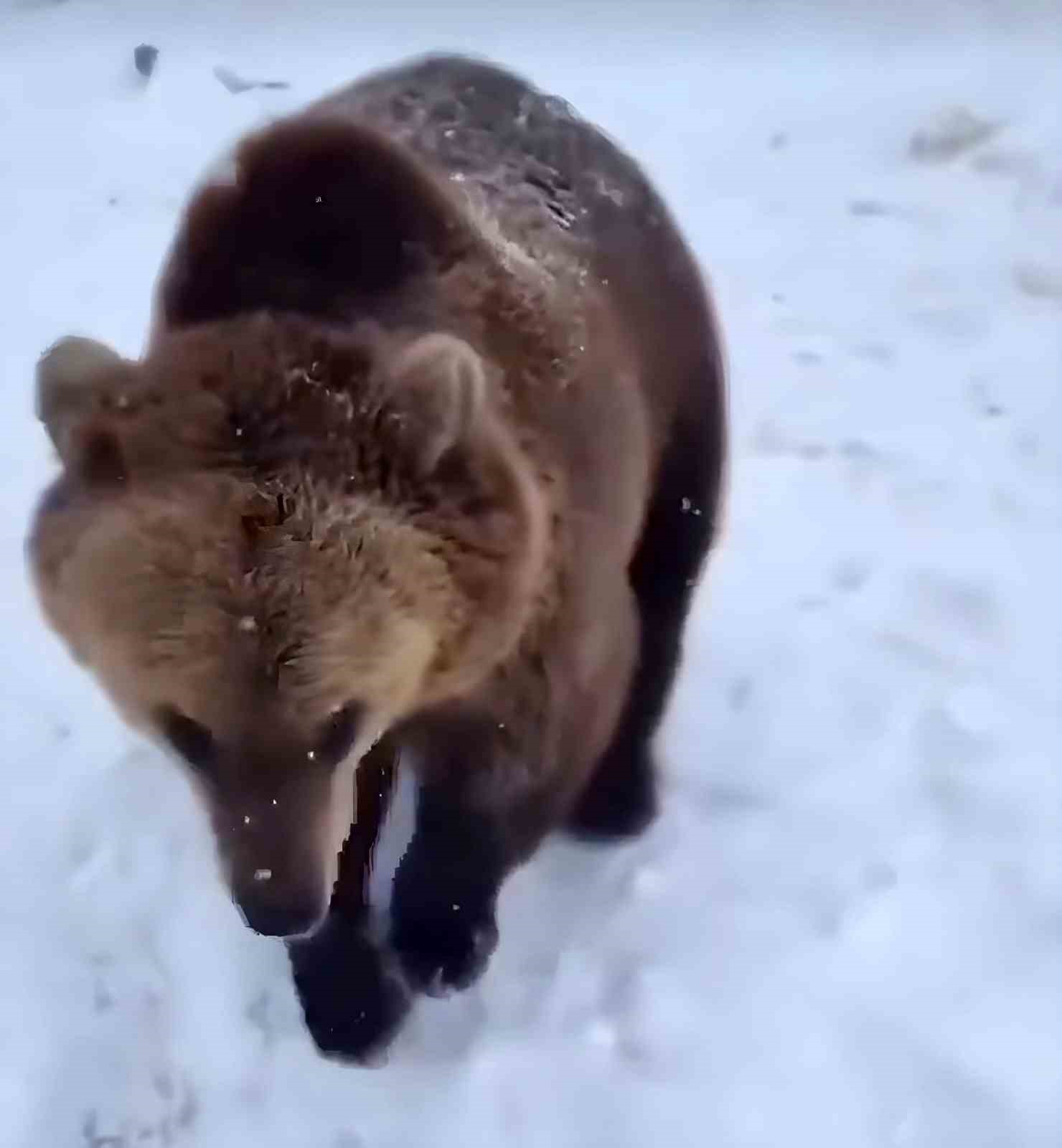Kış uykusuna yatmayan ayılar bilim insanlarını endişelendiriyor
