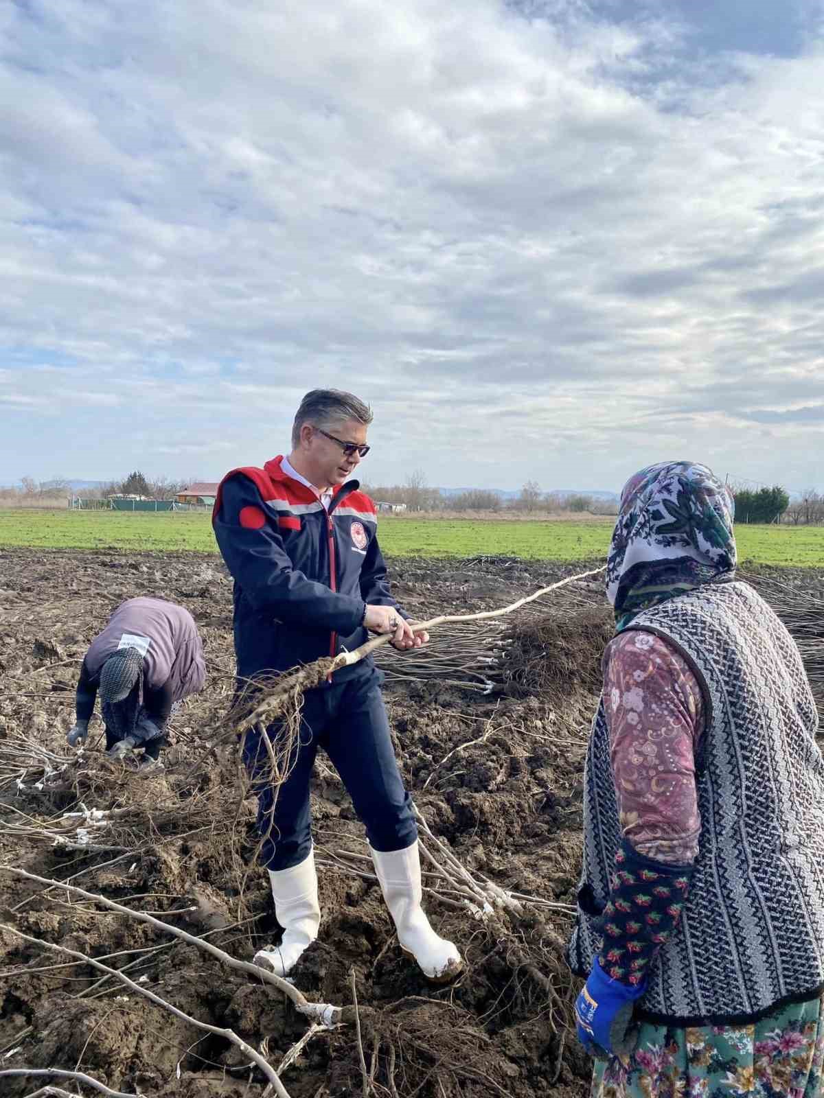 Meyve Fidanı Üretimi Ülke Ekonomisine Büyük Katkı Sağlıyor
