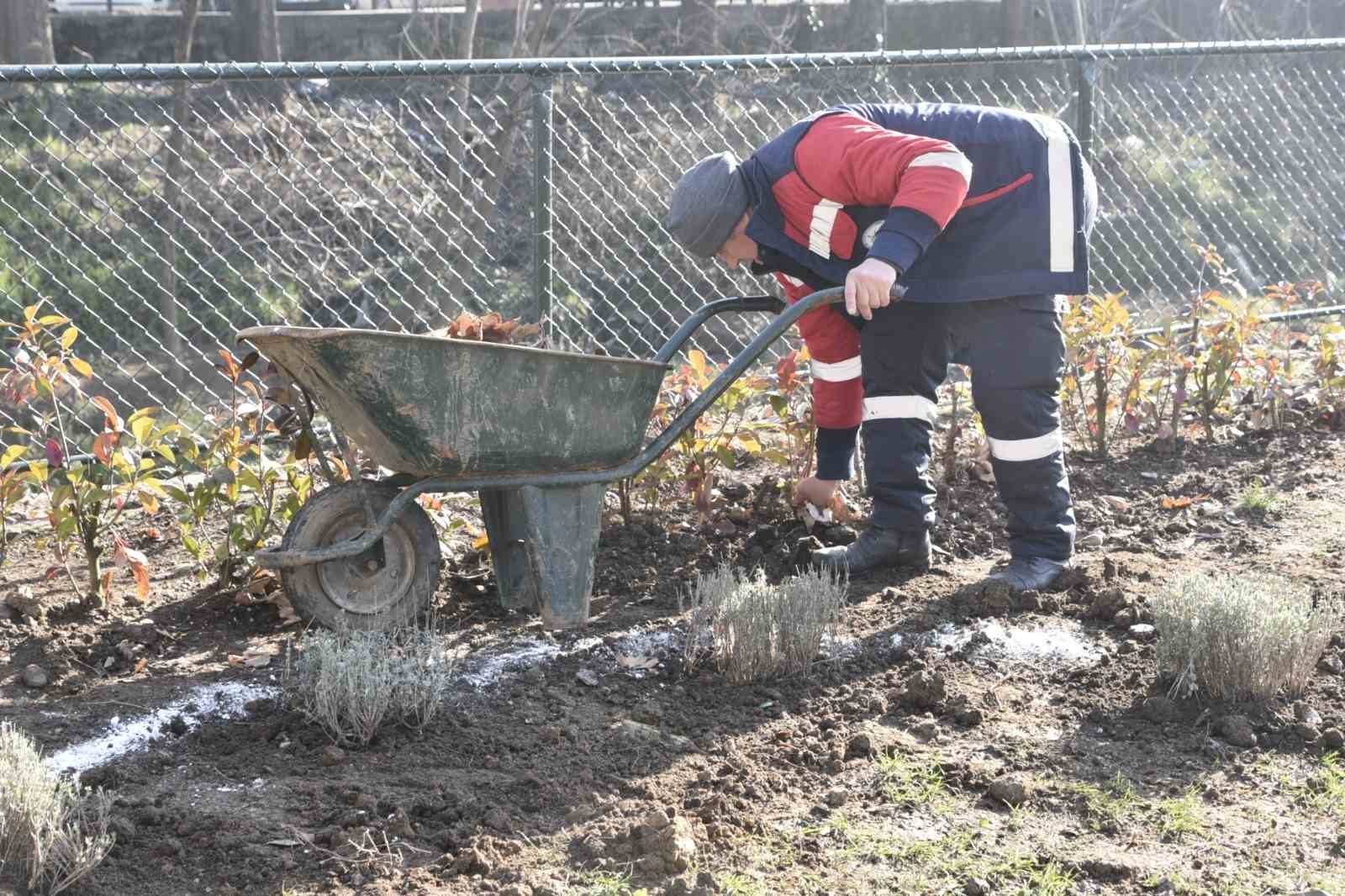 Kdz. Ereğli lavanta kokacak
