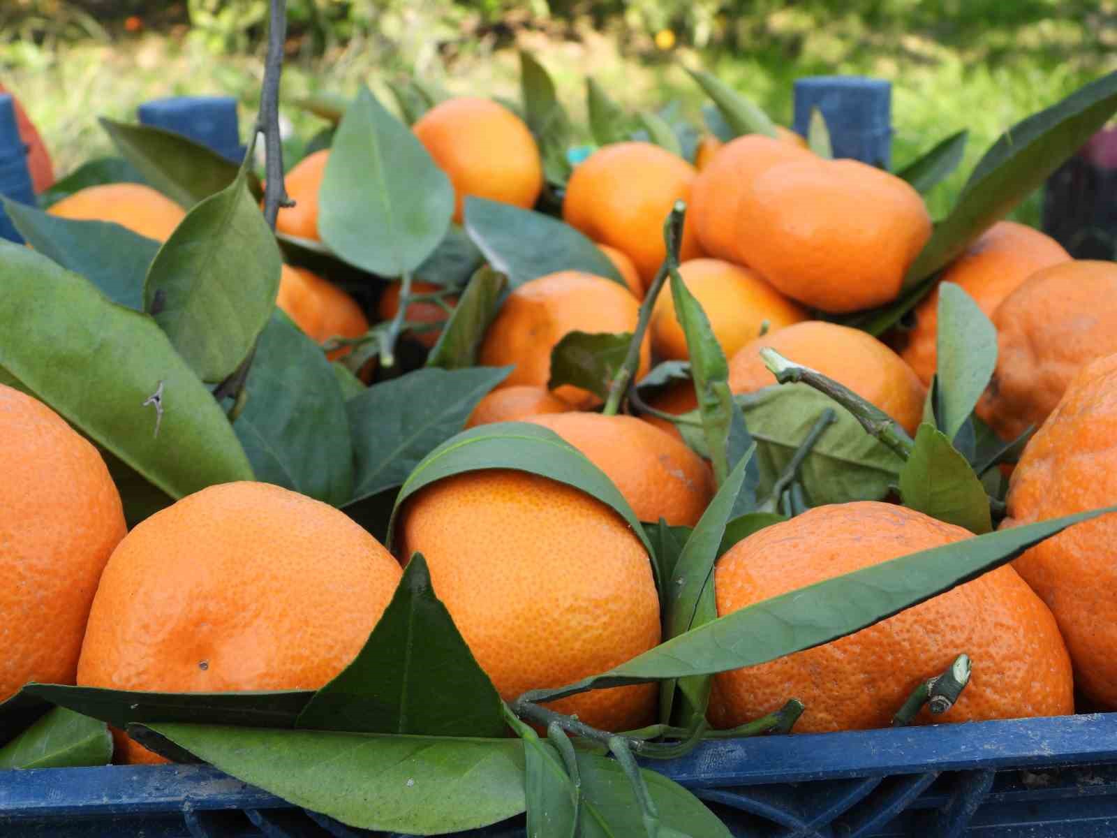 Depremzede mandalina üreticisine Hatay Valisi’nden destek
