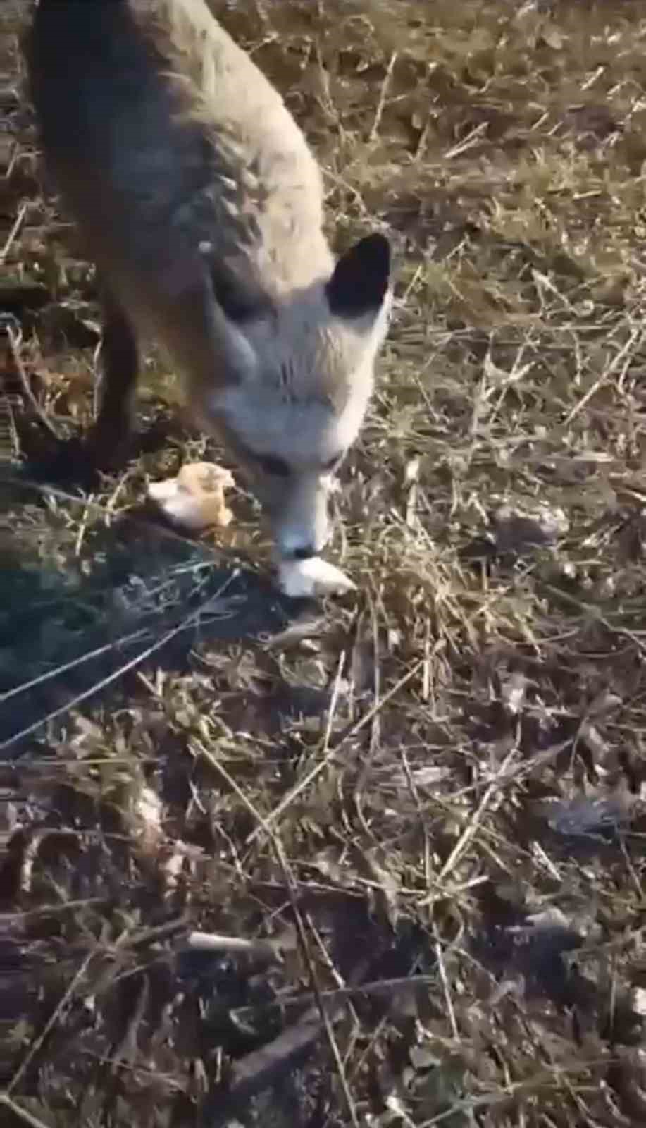 Ağrılı vatandaş, aç kalan tilkiyi elleriyle besledi