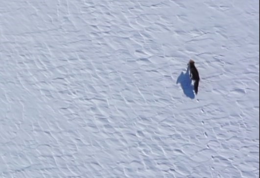Kar &uuml;st&uuml;nde yiyecek arayan tilki, dron ile g&ouml;r&uuml;nt&uuml;lendi
