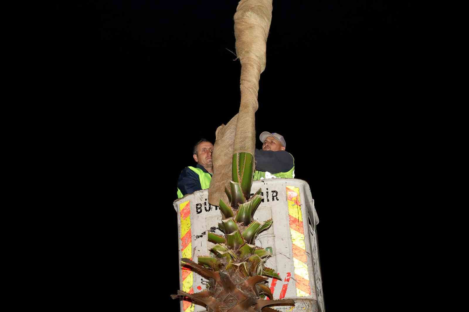 Sakarya’nın süsü palmiyeler kışa hazır