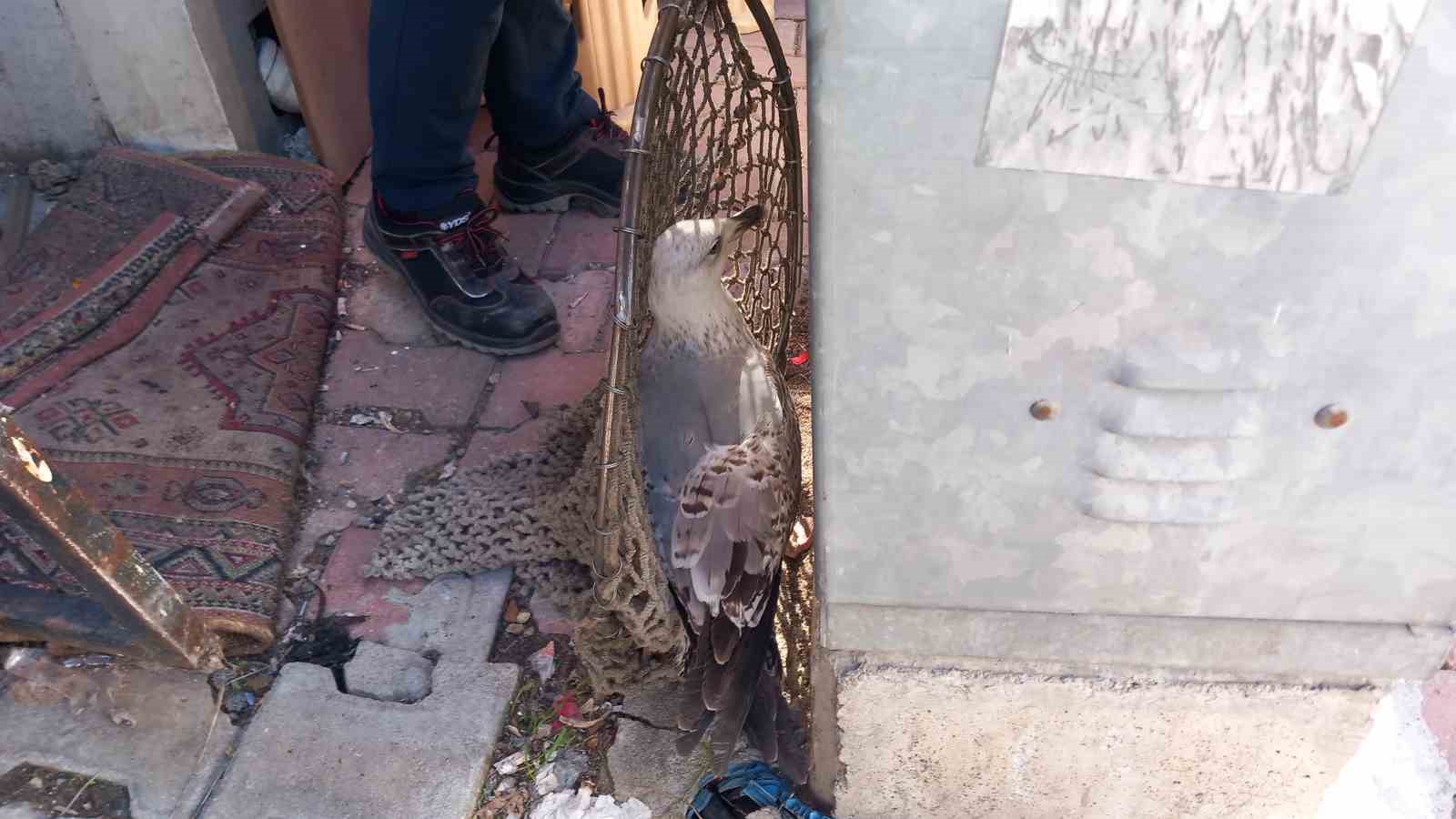 Yaralı martıyı itfaiye kurtardı
