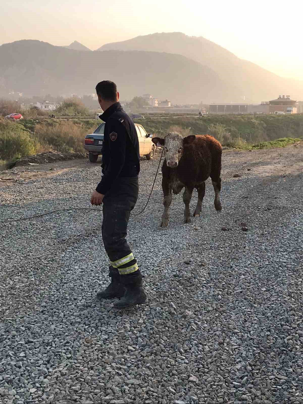 Vincin kancasına taktığı halatla nehre düşen tosunu kurtarmaya çalıştı, o anlar kamerada