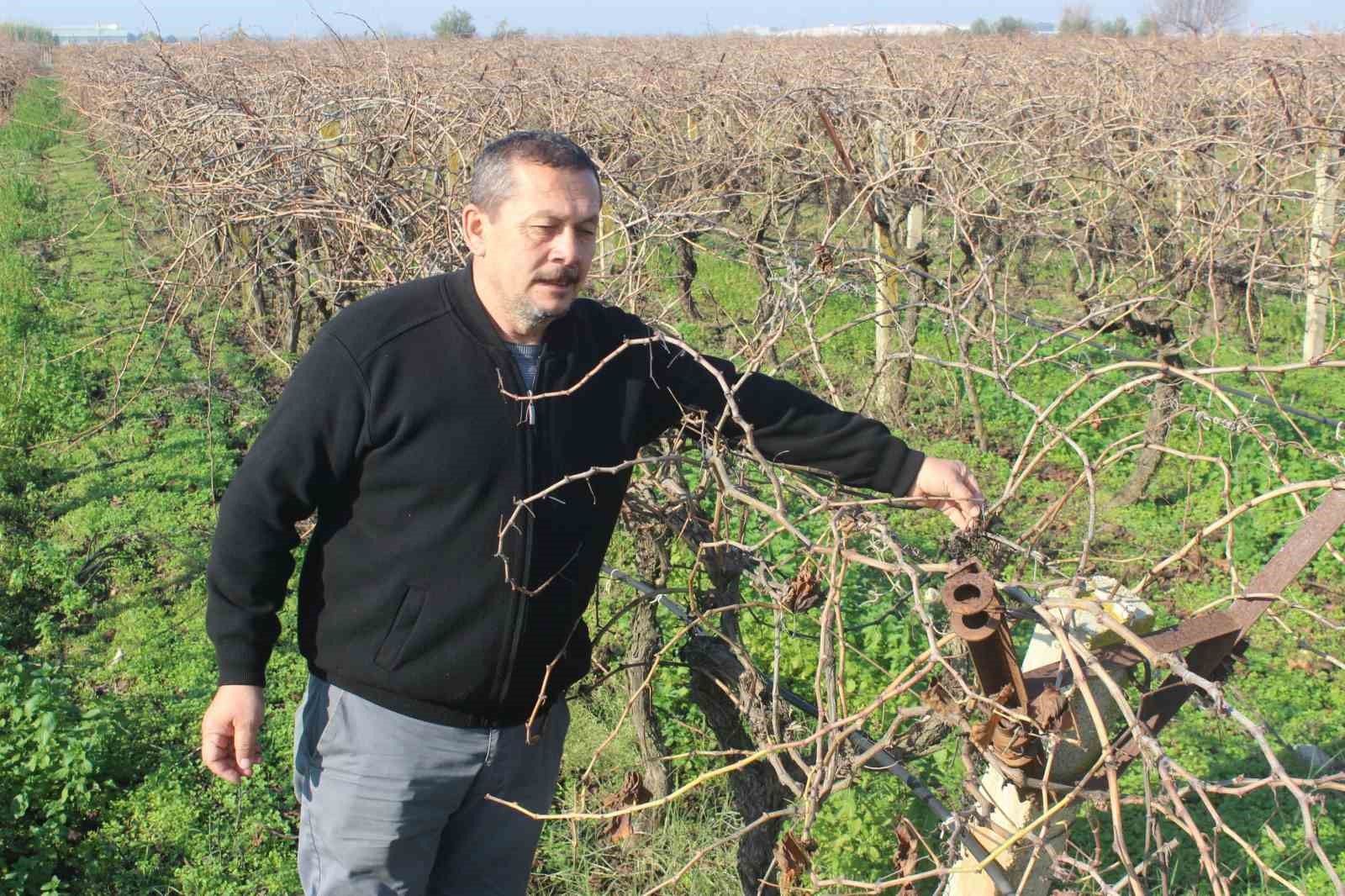 Salihli Ovası’ndaki bağlarda hummalı çalışma
