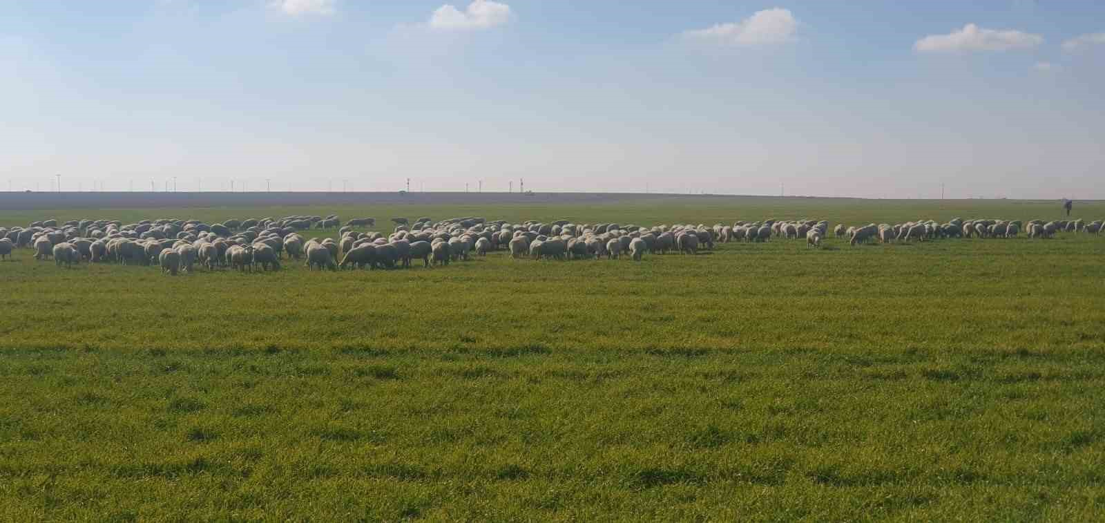 Karapınar’da hububat ekim alanından artış
