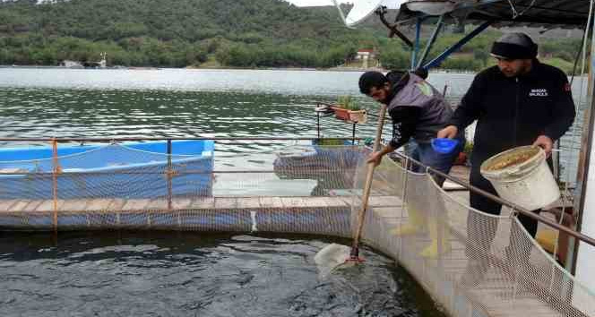 Deprem balık ihracatını da vurdu: Üretim 7 milyon ton azalacak