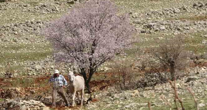 Mardin’de bahar görsel şölen oluşturdu
