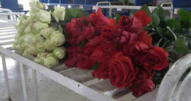 Yalova’daki süs bitkileri ihracatında yüzde 90 artış