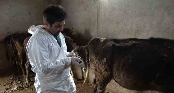 Şap hastalığına karşı Muş’ta aşılama devam ediyor