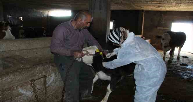 Şırnak’ta şap hastalığına karşı 90 bin büyükbaş aşılanacak