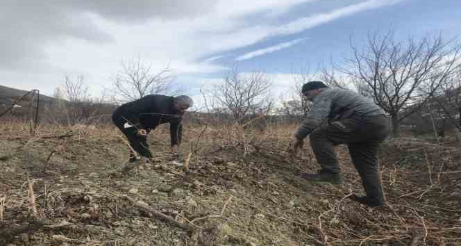 Üzüm bağlarında ilkbahar bakımı