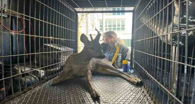 Yaralı yavru karaca, tedavi altına alındı