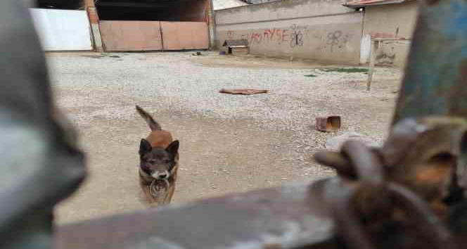 Yasaklı cins köpek barınağa teslim edildi