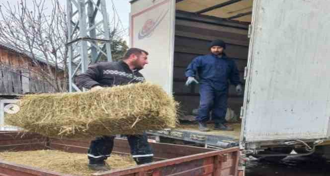 Ardahan’dan deprem bölgesine saman, yem ve 79 adet küçükbaş hayvan gönderildi