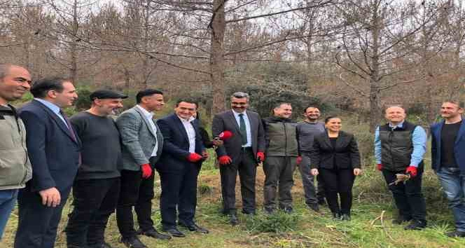 Çam kese böceklerine karşı predatör böcekler ormanlık alanlara bırakıldı