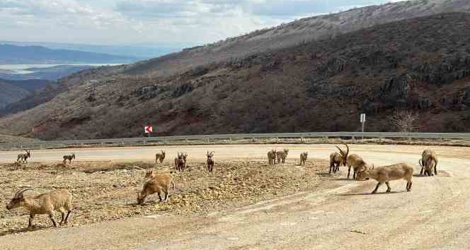 Tunceli’de tuz için kara yoluna inen yaban keçileri görüntülendi