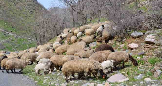Sınırda baharın gelişiyle ahırlardan çıkarılan hayvanlar meraya salındı