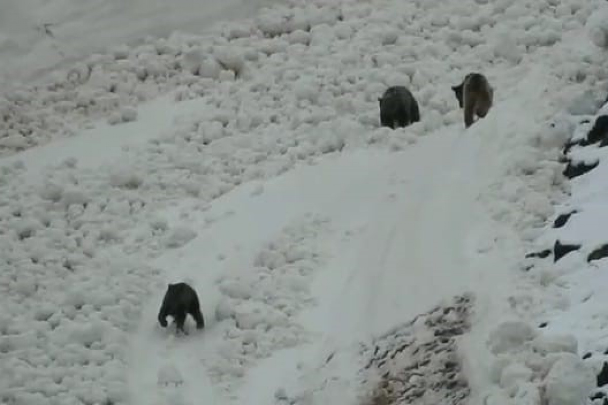 Tunceli’de boz ayıların kar keyfi