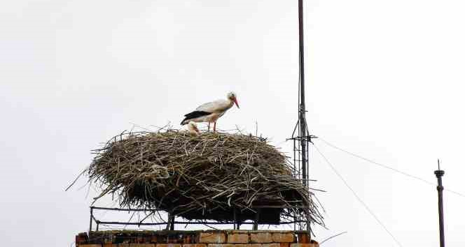 ’Baharın müjdecisi’ leylekler Ardahan’a gelmeye başladı