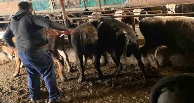 Kırklareli’nde 63 kaçak büyükbaş hayvan yakalandı