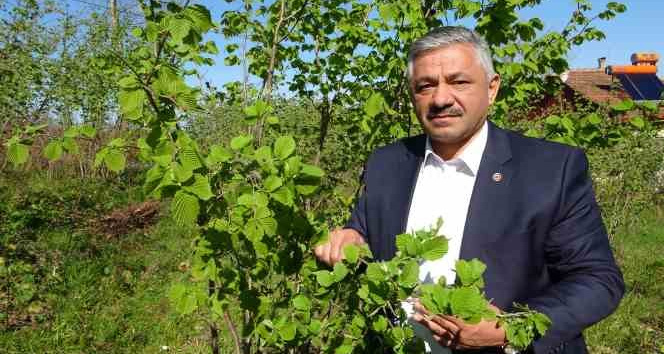 Fındıkta zirai don tehlikesi: Ciddi rekolte kaybı yaşanabilir