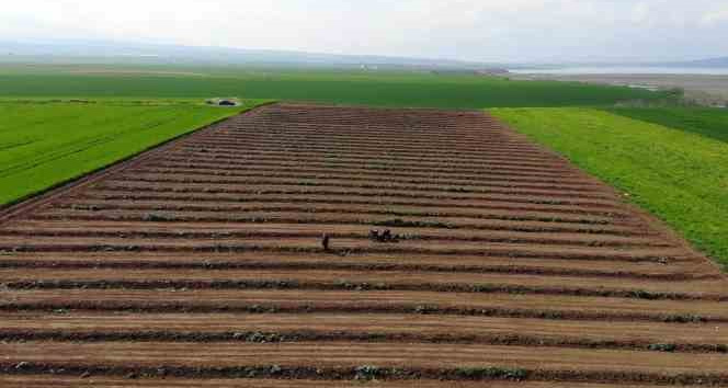 Depremzede çiftçiler üretmek için döndü, tarlalarında mesaiye başladı