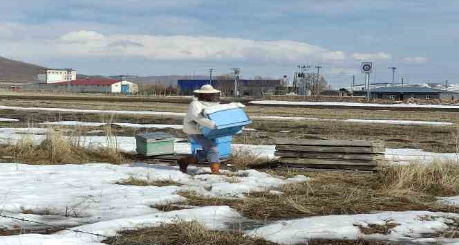 Kafkas arıları kışın bitmesiyle ’mesailerine’ başladı