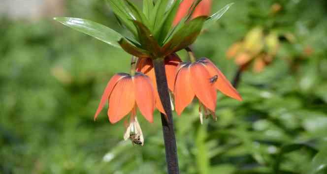 Şırnak’ta ’ters laleler’ kartpostallık görüntü oluşturdu