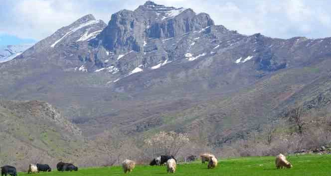 Şırnak’ta yaylalar huzura kavuştu, vatandaşlar baharın tadını çıkarttı