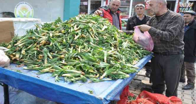 Şifa kaynağı ’Çiriş’ otu tezgahlardaki yerini aldı