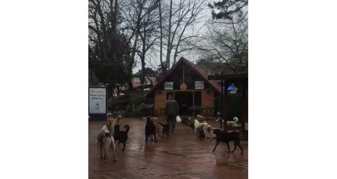 Çaycuma’da sürü halinde gezen sokak köpekleri korkutuyor