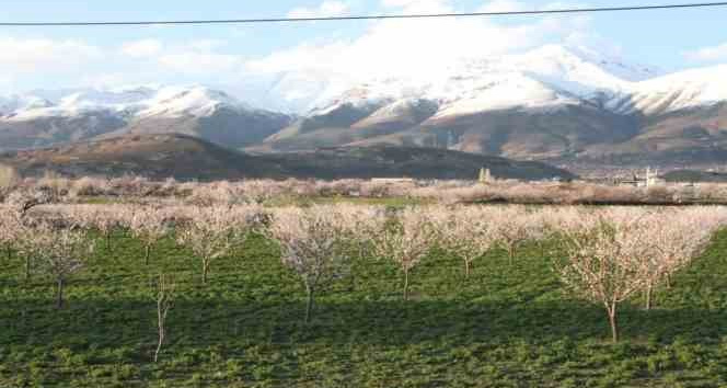 Erzincan’da çiçek açan kayısı ağaçları donma tehlikesi altında