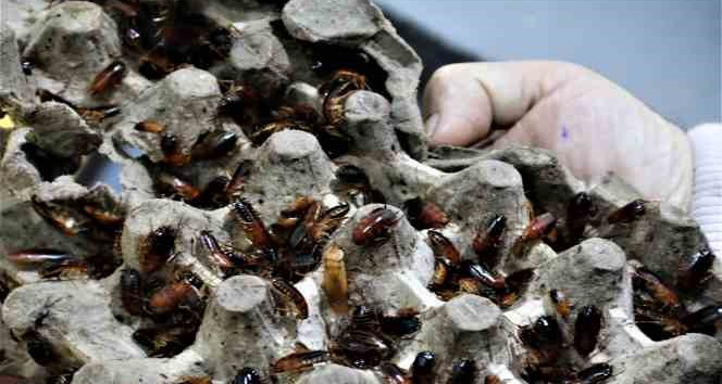 Ev kadınlarının korkulu rüyası haline gelen hamam böceklerini gelir kapısı yaptı