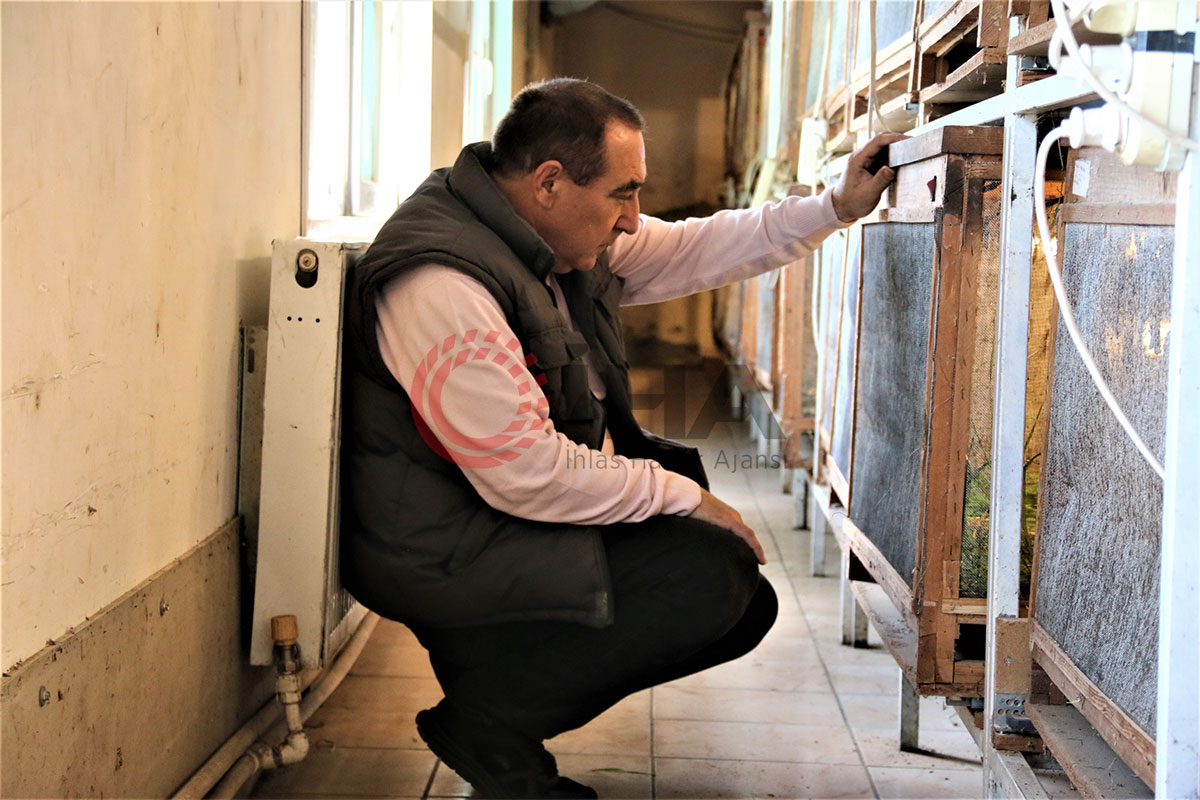 Antalya'da hamam böceklerini gelir kapısı yaptı