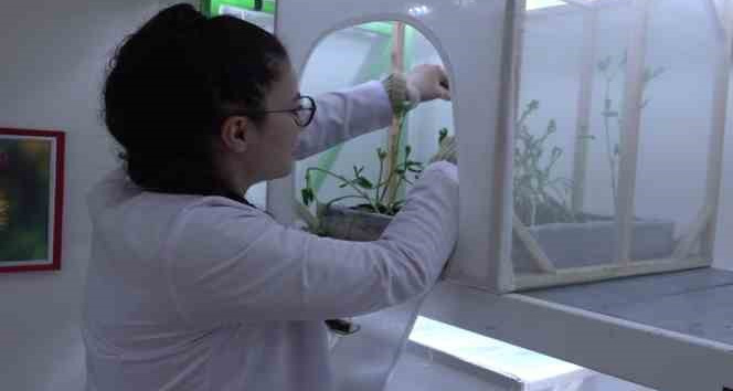 Laboratuvarda üretilecek uğur böcekleri yaprak bitine çözüm olacak