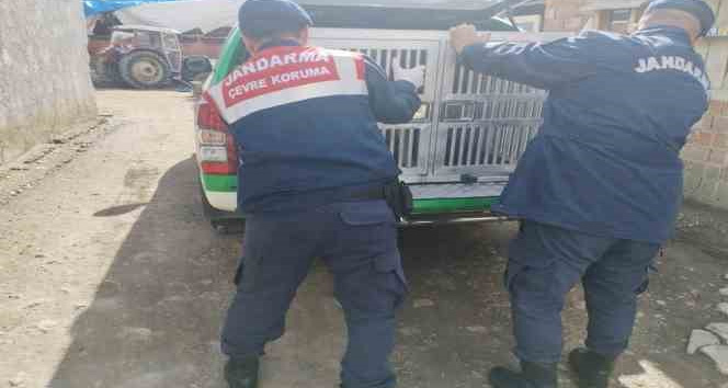 Tokat’ta yaralı yavru köpek tedavi altına alındı