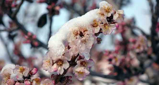 Üreticiler zirai dona karşı uyarıldı