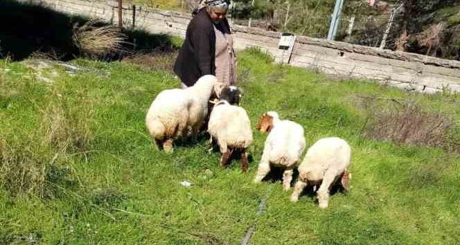 Kaybolan koyunları, jandarma buldu