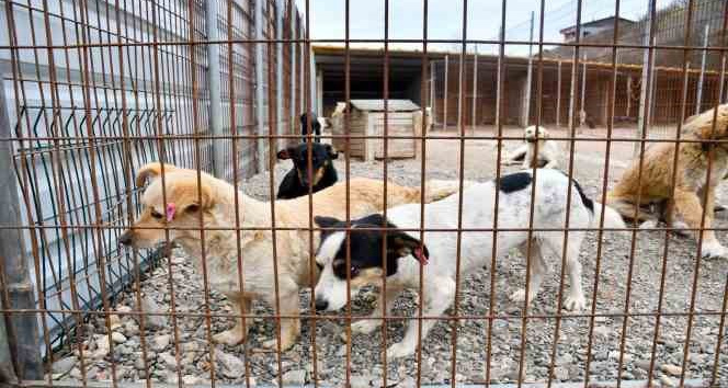 Biga Belediyesi’nden Kısırlaştırma Seferberliği