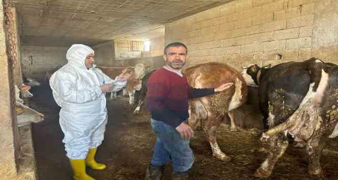 Siirt’te şap hastalığı için ilk etap aşılama çalışmaları tamamlandı
