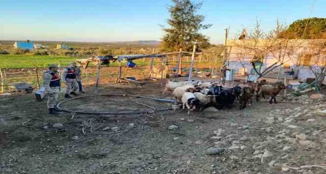 Kilis’te kaybolan 18 küçükbaş hayvanı jandarma buldu