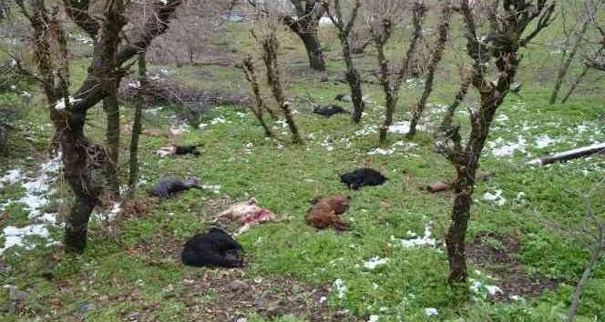 Kurt sürüsü 13 keçiyi telef etti